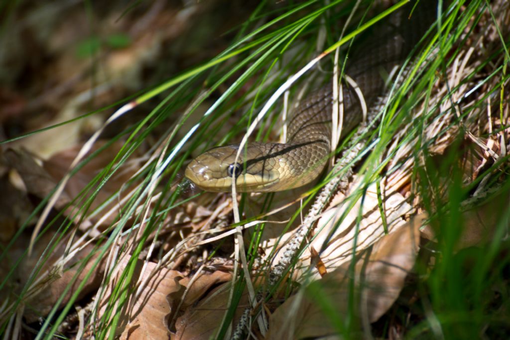 Da identificare:  Saettone / Zamenis longissimus